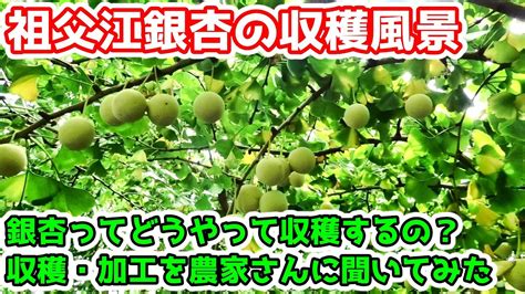 銀杏木種植|銀杏の栽培方法と収穫方法について 